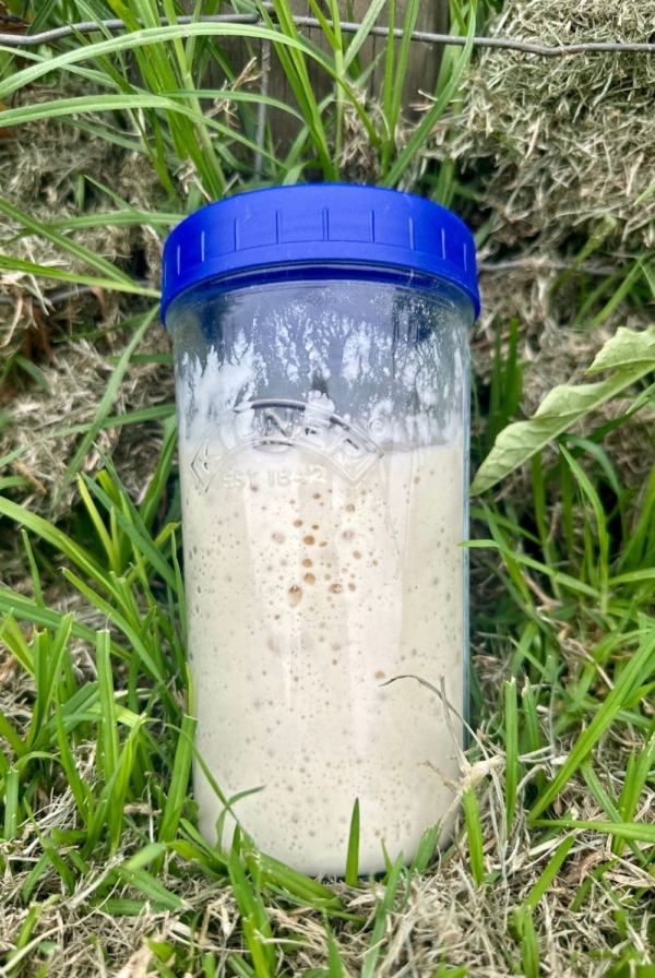 How to strengthen sourdough starter