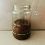 chocolate sourdough starter risen after 10 hours