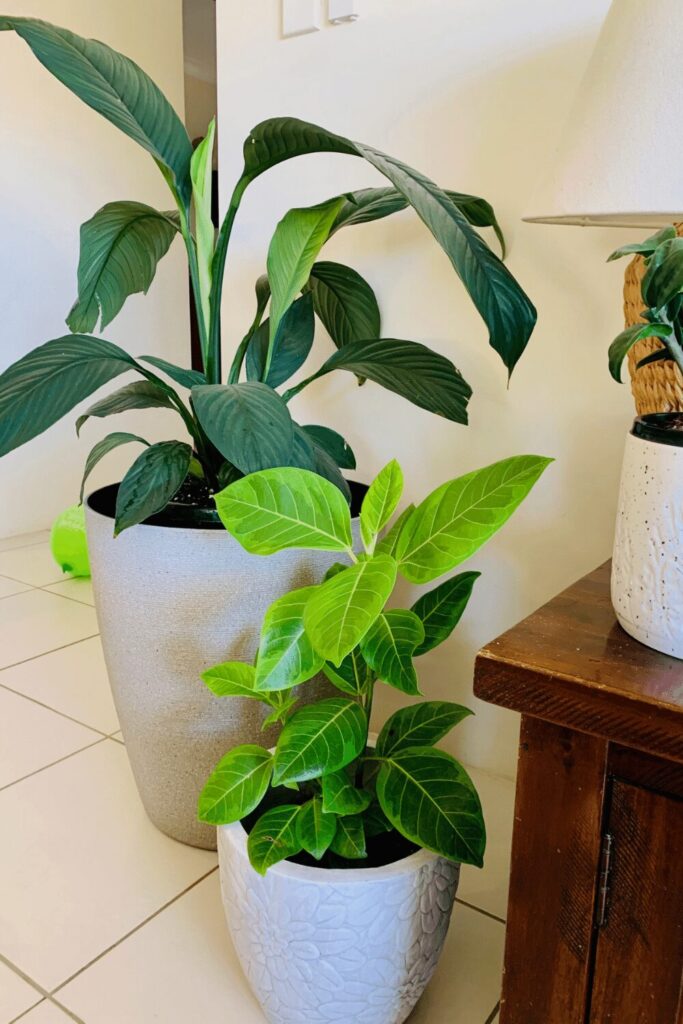 Using sourdough starter to fertilise indoor plants