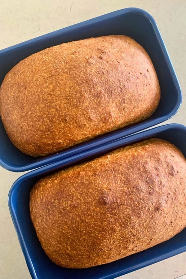2 loaves of sourdough discard whole wheat sandwich loaf in small blue loaf pans.