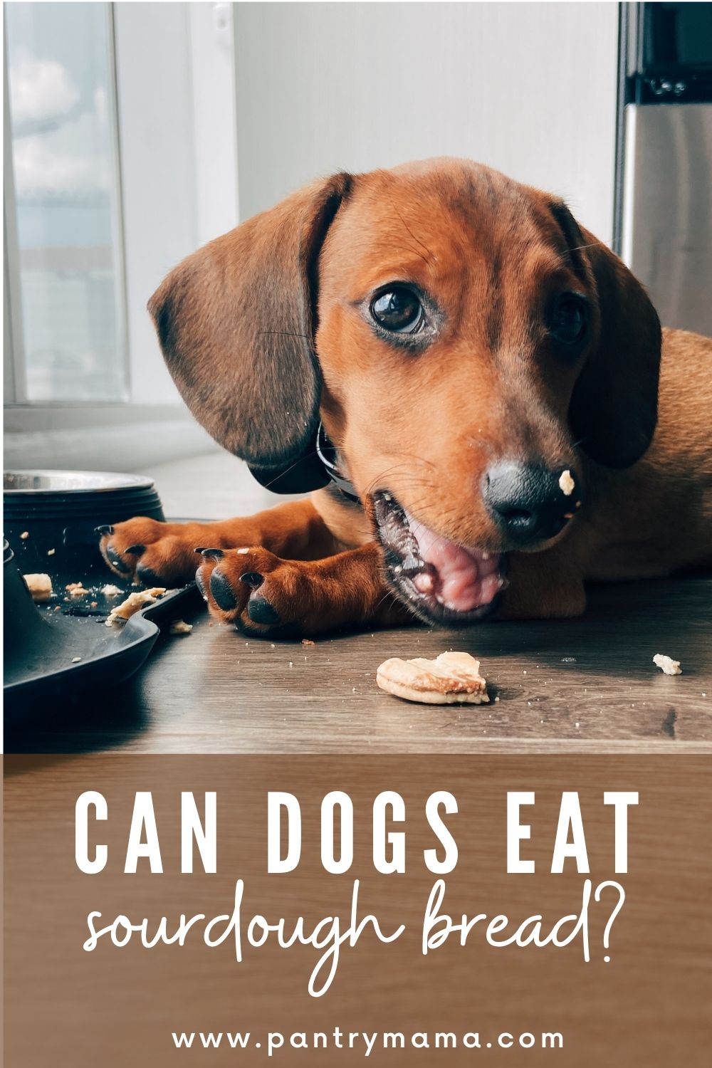 Can Dogs Eat Sourdough Bread? - The Pantry Mama