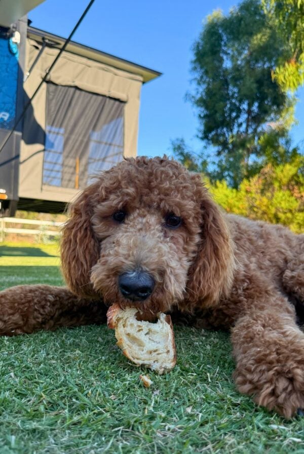 A photo of a Golden Doodle Dog (Groodle) eating a piece of sourdough bread on a green patch of lawn.