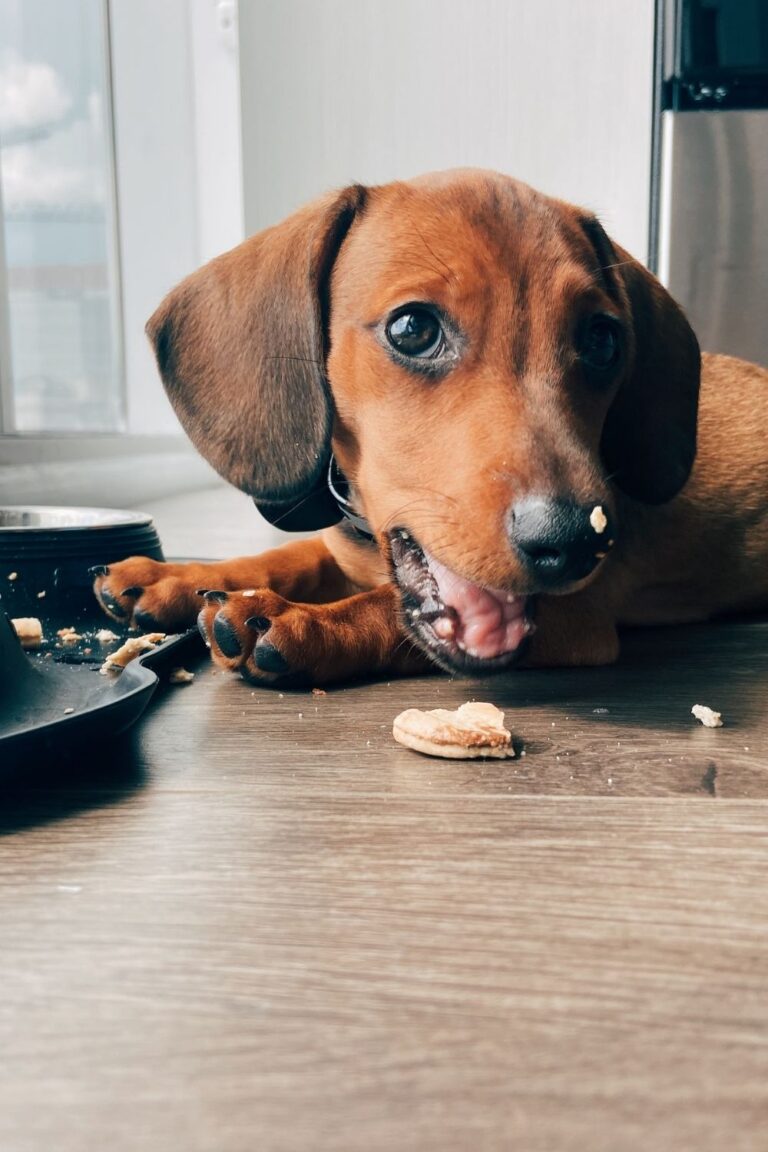 Can Dogs Eat Sourdough Bread?