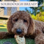 Can dogs eat sourdough bread - Pinterest Image