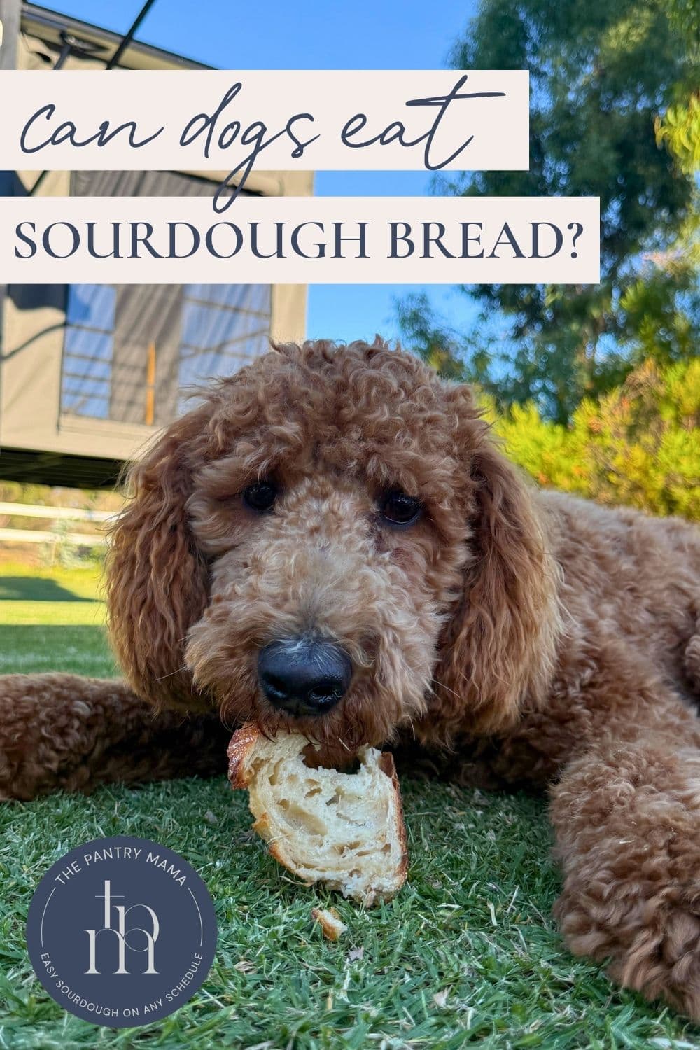 Can dogs eat sourdough bread - Pinterest Image