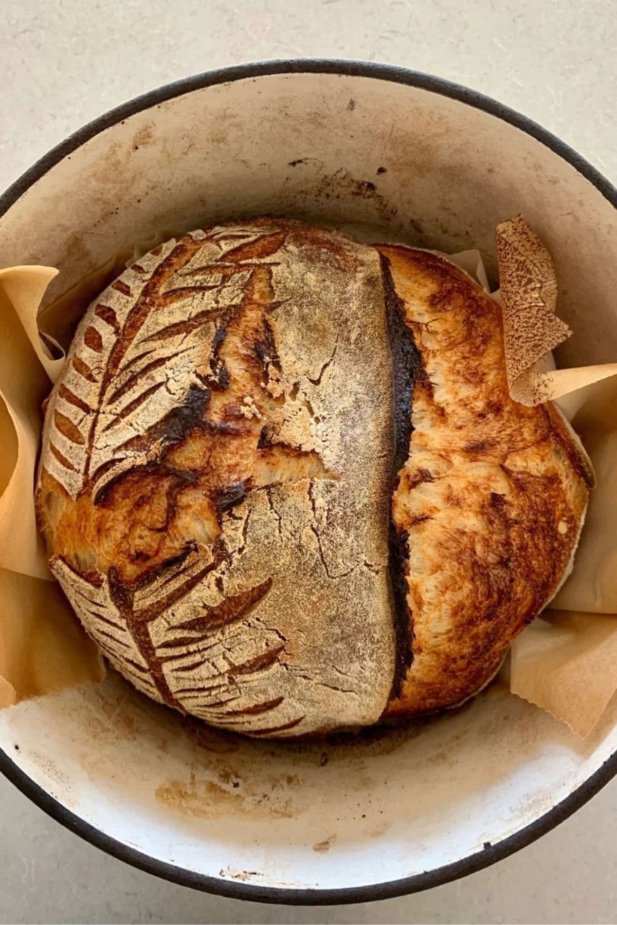 A round loaf of sourdough sitting in a cream colored enamel Dutch Oven. The scoring on the loaf has been split open, demonstrating that the loaf was not bulk fermented adequately.