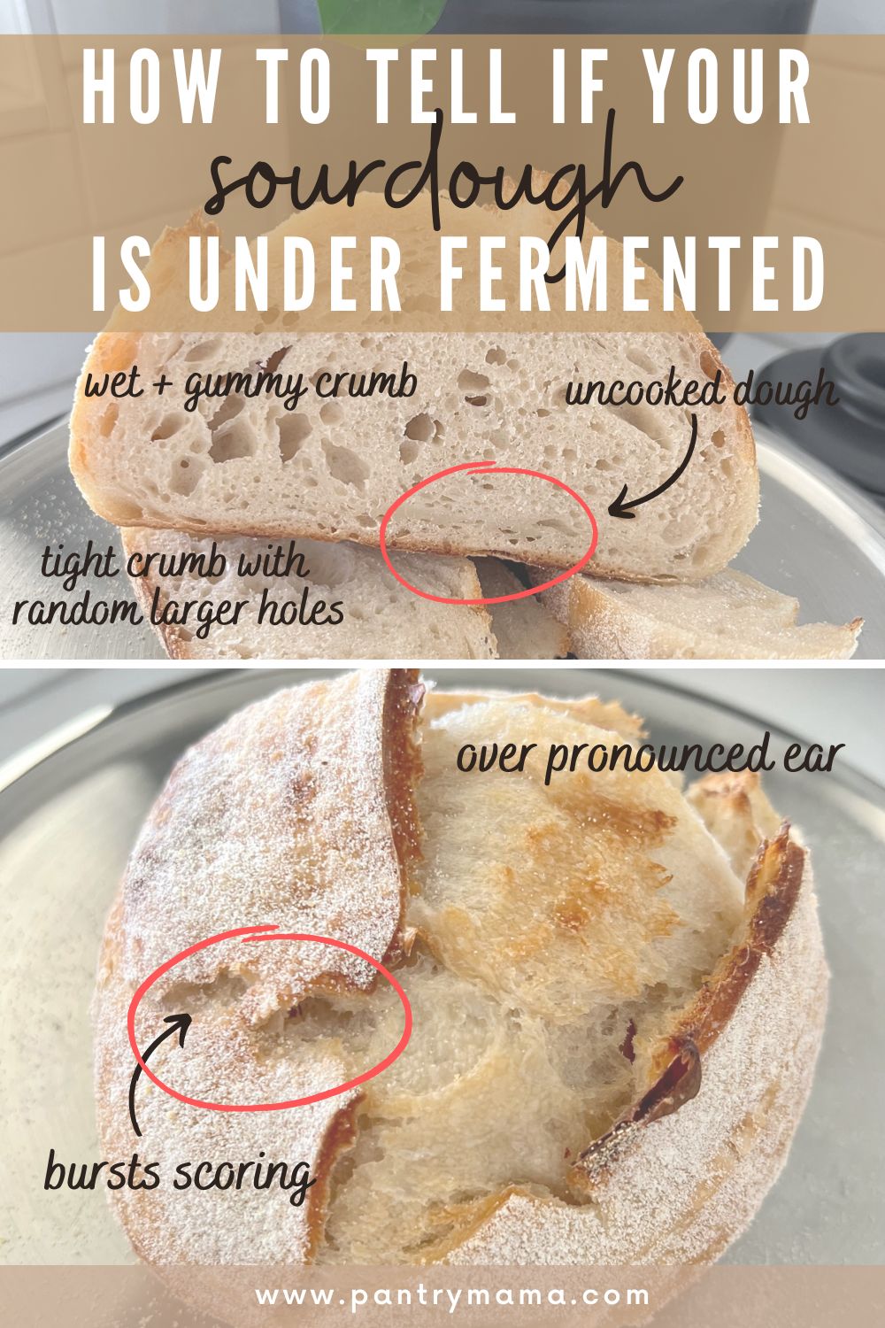 5 Ways To Tell If Your Sourdough Is Under Fermented ... and how to fix ...