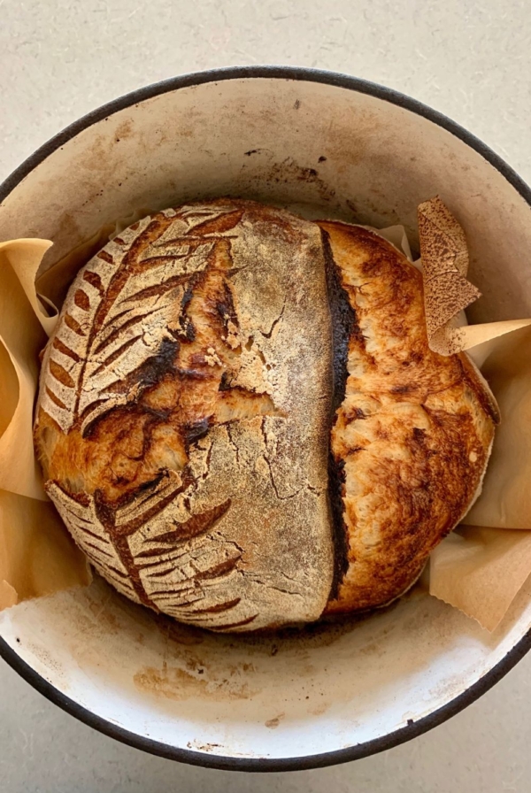 Under fermented sourdough bread - the sourdough boule is in the Dutch Oven and shows that the scoring has split in places other than where it was scored.