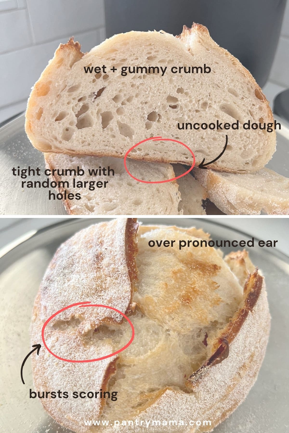 A vertical image that is split into two images. The top image shows the interior of a sourdough loaf that is wet and gummy. The bottom image shows a small, dense loaf that has cracked scoring and is clearly under-fermented.