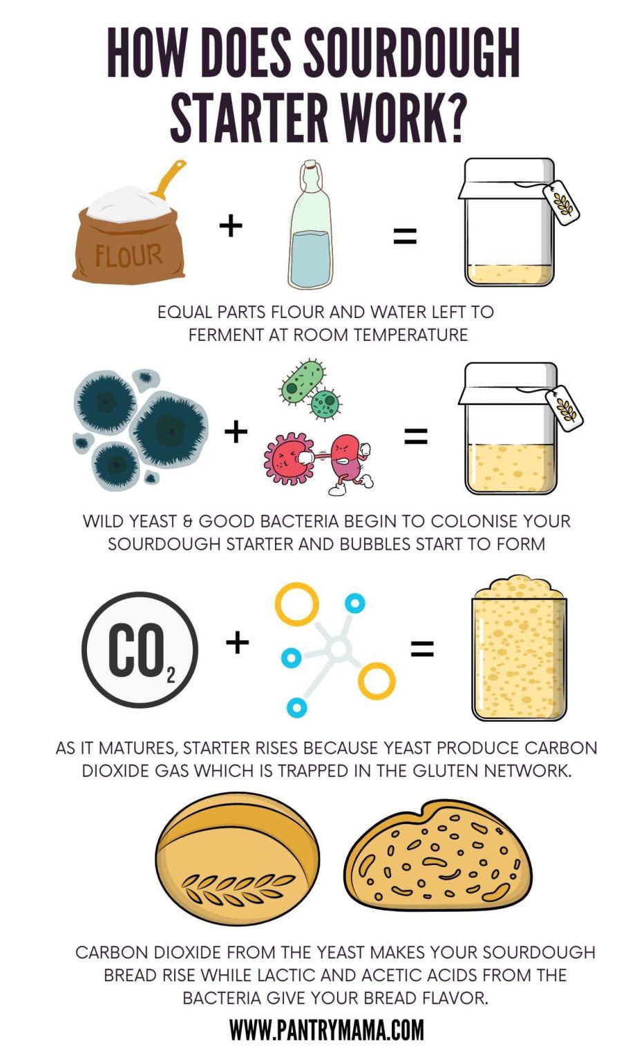 How Does Sourdough Starter Work? [science of sourdough] The Pantry Mama