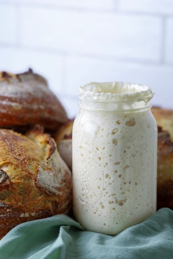A jar of bubbly sourdough starter displayed with a pile of freshly baked sourdough loaves.