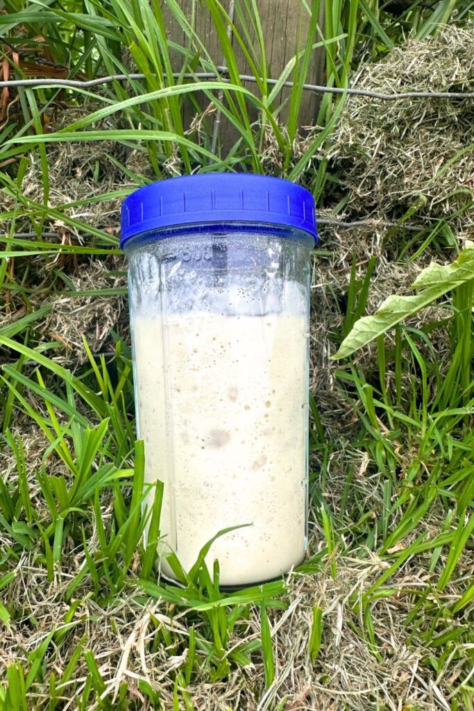 A kilner jar of sourdough starter with a blue plastic lid. The jar is nestled in some green grass.