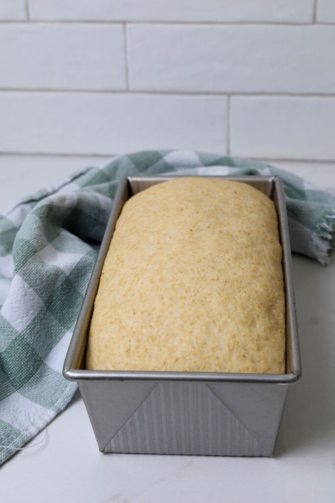 A loaf of whole wheat sourdough sandwich bread that has been proofed and is ready to bake.