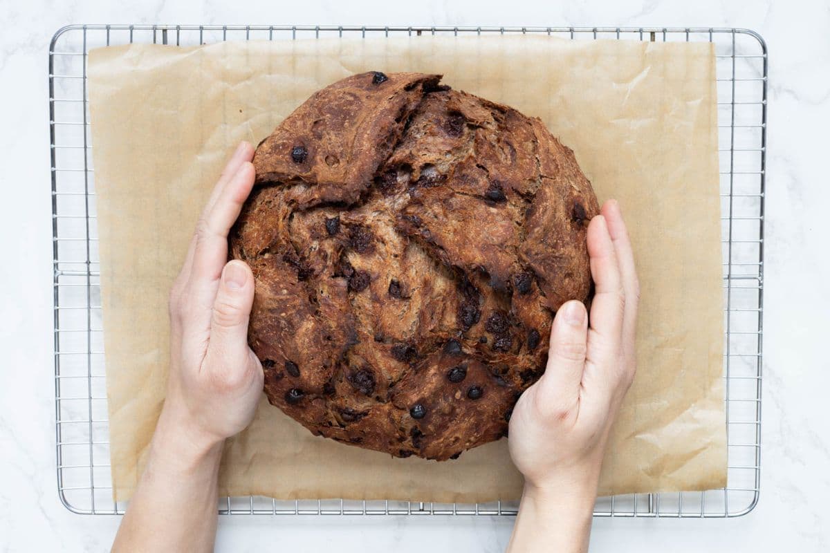 A fresh baked loaf of chocolate sourdough discard bread being placed on a cooling rack.