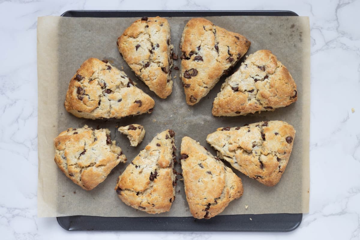 Fresh baked chocolate chip sourdough scones on a parchment lined baking sheet.