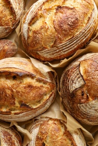 A square image featuring lots of freshly baked sourdough loaves photographed from the top down.