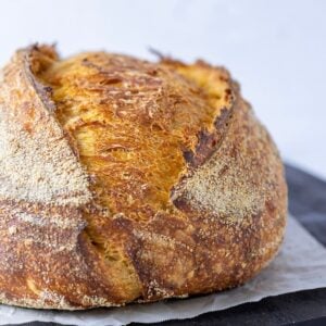 A loaf of artisan pumpkin sourdough bread with a gorgeous pumpkin colored crust and open belly. The photo is close up and shows the golden crust and texture of the baked loaf.